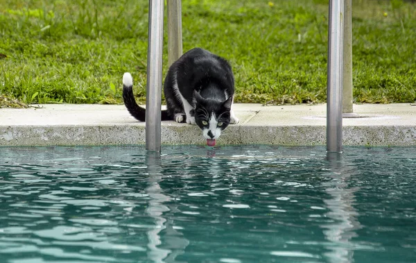 Siyah beyaz kedi havuzun kenarında oturur ve su içer.