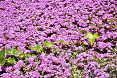 Taze çilek, limon, bir sürahi ve bir bardak taze limon çileği ahşap bir masada ve yeşil bir bahçenin bulanık arka planında.