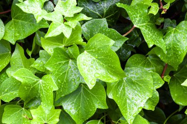 Parlak yeşil sarmaşık yaprakları ve yağmurdan sonra su damlaları