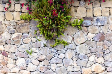 Kırmızı çiçekli yeşil çalı dekoratif taş bir duvarın içinden filizlendi.