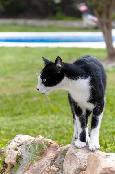 Siyah ve beyaz kedi bir taşın üzerinde durur ve bulanık bir arka plana bakar havuzlu bir bahçeye