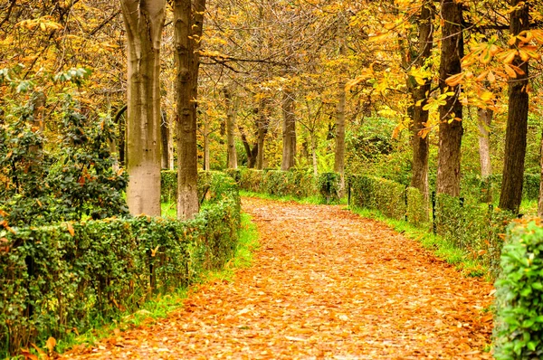 Büyük ağaçları ve yeşil çitleri olan sarı bir patikası olan sonbahar parkı