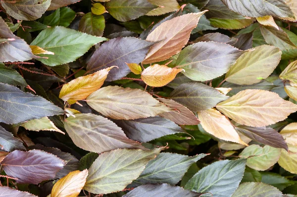 Background from living leaves of different shades of green, purple, yellow.