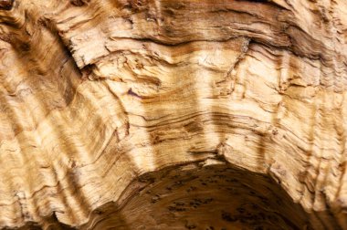 Sarının farklı tonlarında zeytin ağacının dalgalı dokusu
