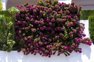 Kırmızı çiçekli gür çalı beyaz bir duvara karşı bir balkonda büyüyor.