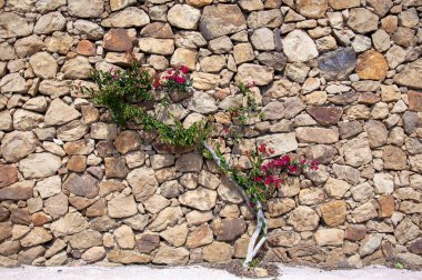 Kırmızı çiçekli ve yeşil yapraklı Bougainvillea çalısı sarı tonlu taş bir duvarda