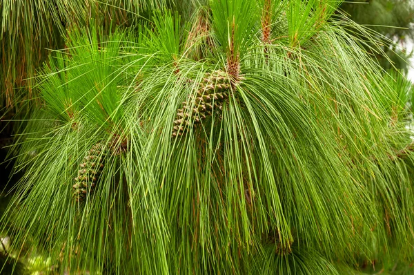 Furry Pine Branch Long Needles Young Green Cones Stock Photo