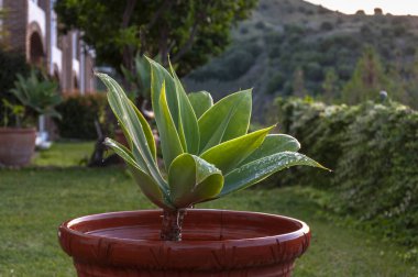 Şafak vakti bahçede küçük bir palmiye ağacı duruyor. Yapraklarında tuğladan yapılmış bir evin arka planında yağmur damlaları var.