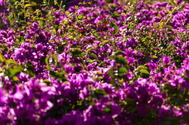 Mor bougainvillea çiçekleri ve bulanık arkaplan ve arka plan ile yeşil yapraklar çalılığı