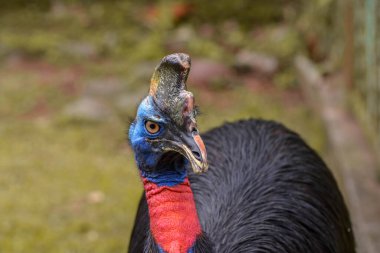 Cassowary kuşu kızgın yüzüyle ileriye bakıyor.