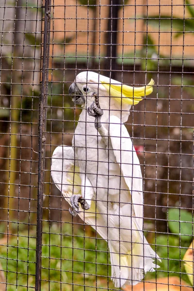 Cacatúa Blanca Con Cabeza Amarilla Zoológico — Foto de Stock