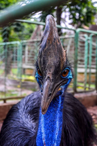 Cassowary One Big Bird Can Fly Have Big Body — стоковое фото