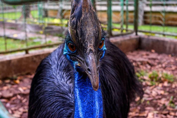Cassowary Jest Jednym Dużych Ptaków Które Nie Mogą Latać Mają — Zdjęcie stockowe