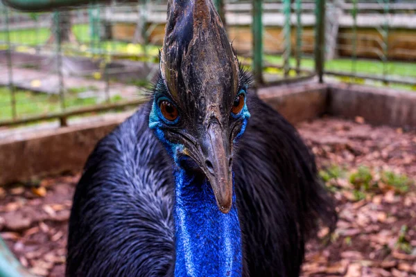 Cassowary Jeden Velkých Ptáků Kteří Nemohou Létat Mají Velké Tělo — Stock fotografie