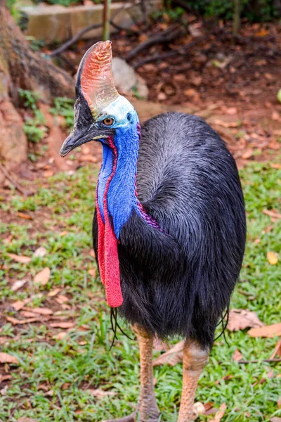 Cassowary Een Van Grote Vogels Die Niet Kunnen Vliegen Hebben — Stockfoto