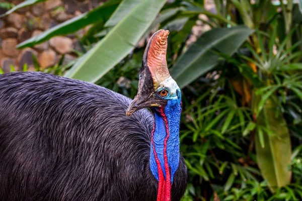 Cassowary Jest Jednym Dużych Ptaków Które Nie Mogą Latać Mają — Zdjęcie stockowe