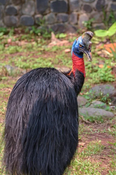 the whole body of cassowary bird in the zoo