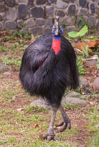 Cassowary One Big Bird Can Fly Have Big Body — стоковое фото