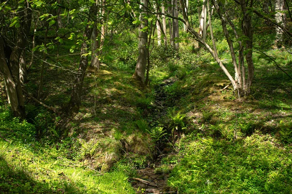 Small Creek Flowing Lush Spring Forest Sunny Day — Stock Photo, Image