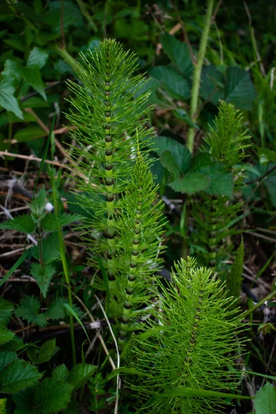 Paardenstaartplant Die Bodem Van Een Lentewoud Groeit — Stockfoto