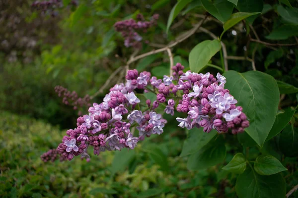 Purpurowe Białe Kwiaty Bujnym Ogrodzie Wiosną — Zdjęcie stockowe
