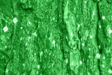 yeşil çam kabuğu dokusu. Ormanın doğal manzarası.