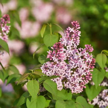 Leylak çiçeği ve yeşil yaprak. Doğal eko görünümü.