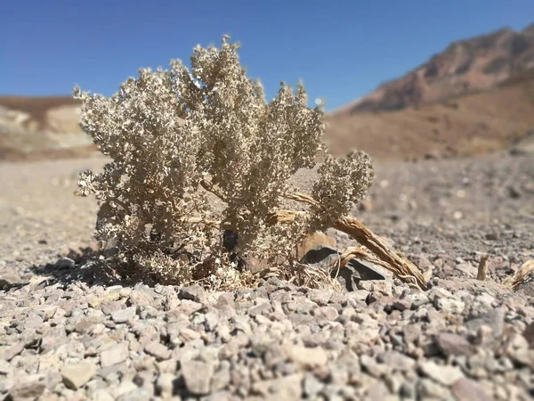 Yaşam ölüm vadisinde ölür, ABD