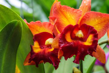 Tay tropik çiçekler