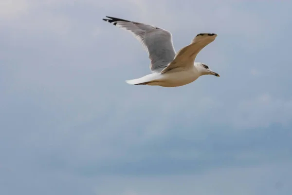 Seagull in the sky — Stock Photo, Image