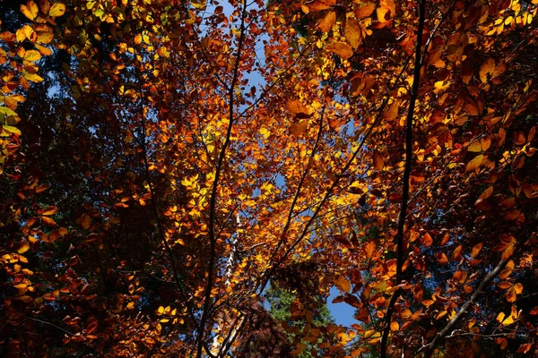 Фронды Полные Цветных Листьев Ярким Утром Трентино Доломиты Осенью Деревья — стоковое фото