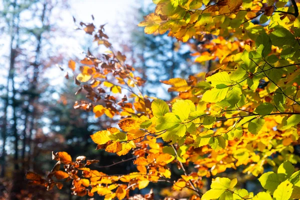 Fronds full of colored leaves on a bright morning in the Trentino Dolomites. In autumn the trees are tinged with light green, yellow and red. The woods become plein air paintings. Trekking in Italy.