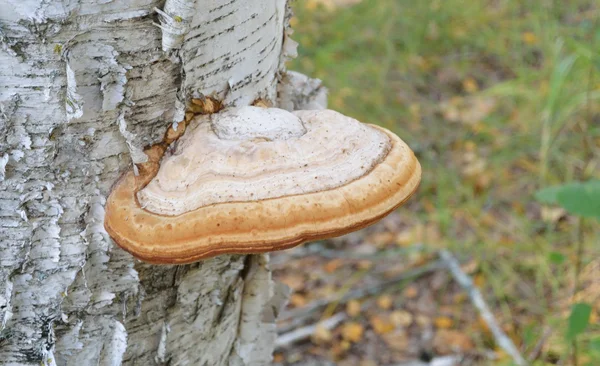 Cogumelo da floresta de madeira — Fotografia de Stock