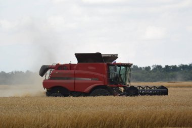 hasat alanında çalışır