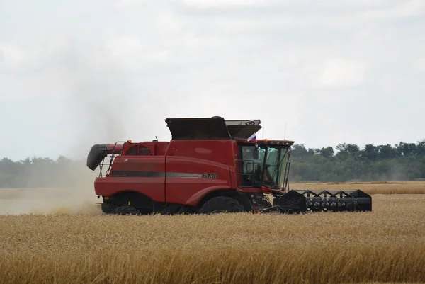 hasat alanında çalışır