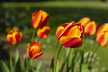 Gedney, Güney Hollanda 'da Kırmızı ve Turuncu laleler,