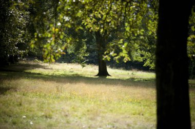 Kelvingrove Park, Glasgow, İskoçya, Birleşik Krallık, Eylül 2013, Kelvingrove Park 'taki parklar ve ağaçlar