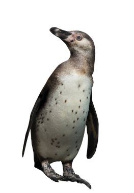 Bir Humboldt Güney Amerika Pengueni sade beyaz bir arka planda izole edilmiş.