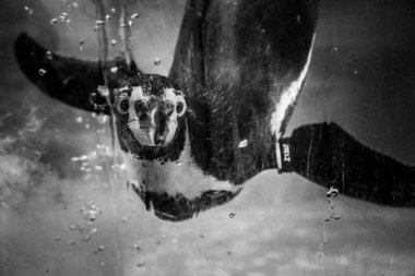 Bir Humboldt Güney Amerika Pengueni 