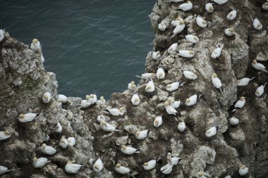 Bempton Cliffs, Yorkshire, İngiltere yakınlarındaki Kuzey Denizi üzerinde bir kaya çıkıntısına yuva yapan sümsük kuşu..