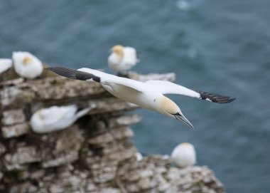 Bempton Cliffs, Yorkshire, İngiltere yakınlarındaki Kuzey Denizi üzerinde uçan sümsük kuşu..