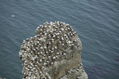 Bempton Cliffs, Yorkshire, İngiltere yakınlarındaki Kuzey Denizi üzerinde bir kaya çıkıntısına yuva yapan sümsük kuşu..