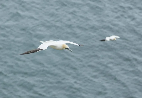 Gannet Πετούν Πάνω Από Βόρεια Θάλασσα Κοντά Στο Bempton Cliffs — Φωτογραφία Αρχείου