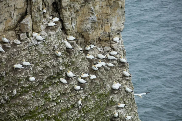 Gannet Anidando Afloramiento Roca Sobre Mar Del Norte Cerca Bempton — Foto de Stock