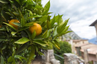 Limon, Garda Gölü, İtalya, Avrupa, Ağustos 2019, Limonaia del Castel