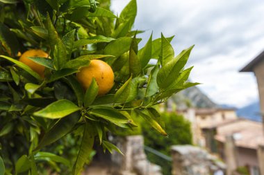 Limon, Garda Gölü, İtalya, Avrupa, Ağustos 2019, Limonaia del Castel