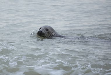 Kış mevsiminde deniz kıyısındaki Winterton sahilinde foklar, Norfolk, İngiltere, akşam üstü, Aralık 2017
