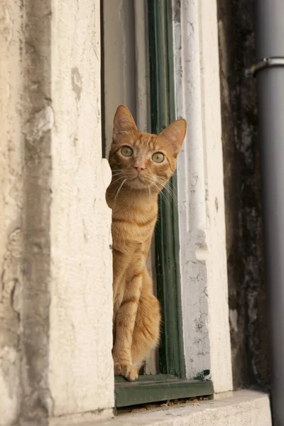 An inquisitive ginger cat watching from a window ledge