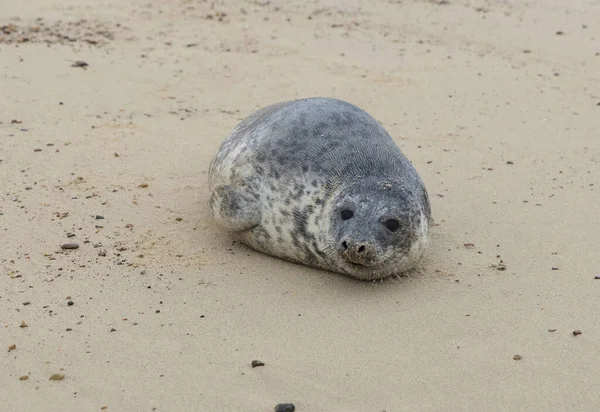 Seals Beach Horsey Norfolk Akşamları Aralık 2015 — Stok fotoğraf