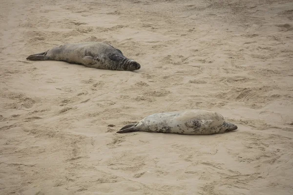 Robben Winter Strand Von Winterton Sea Norfolk Großbritannien Abend Dezember — Stockfoto